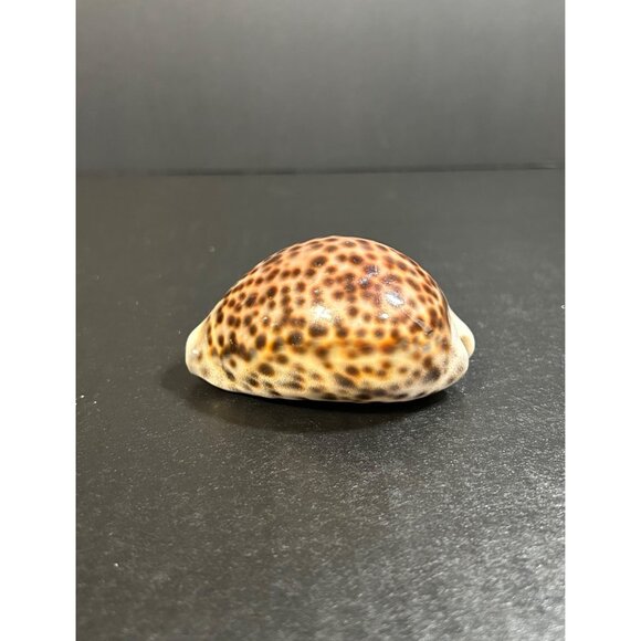 Vintage Tiger Cowrie Shell Cypraea Tigris Spotted Seashell Nautical Beach Decor - Picture 3 of 8